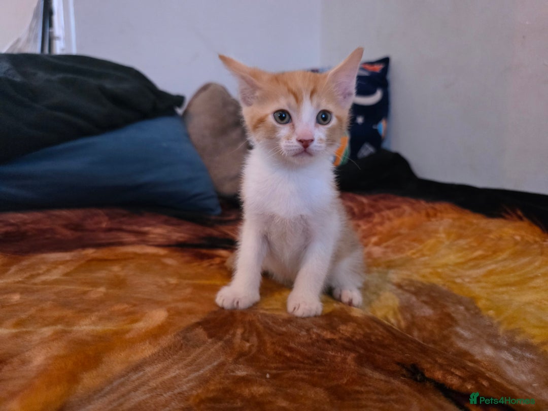 Mixed Breed cats for sale: Adorable Male Kitten – Sphynx x Devon Rex Cross - Advert 1