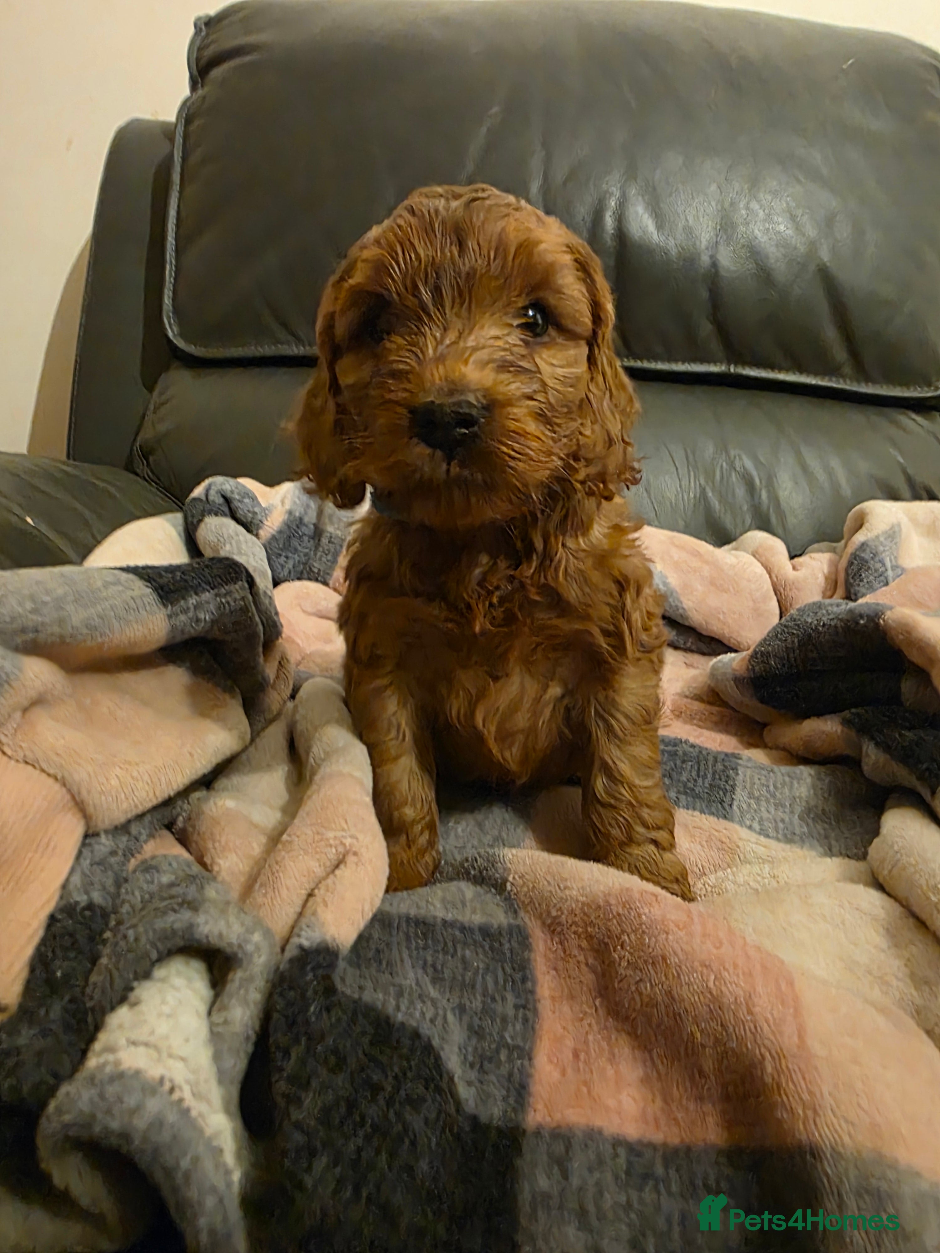 Cockapoo dogs Beautiful F1 Cockapoo Puppies - Advert 13