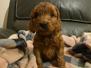 Cockapoo dogs Beautiful F1 Cockapoo Puppies - Advert 13