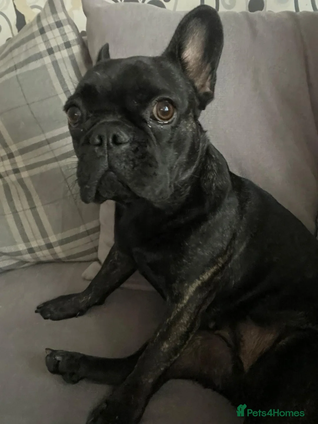 French Bulldog dogs for sale: Frenchie looking for new home  in London - Advert 3