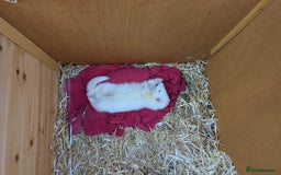 Ferret rodents for sale: Albino Ferret David Lister  - Image 1