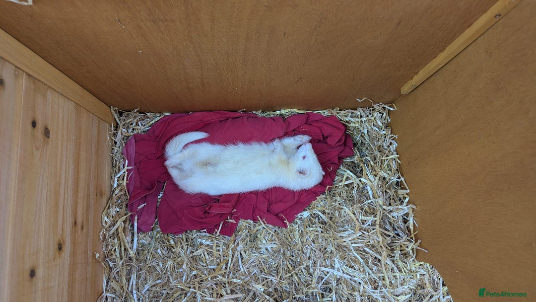 Ferret rodents for sale: Albino Ferret David Lister  - Image 1