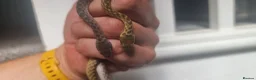 Snake reptiles for sale: Malagasy cat eyed snakes in Northampton - Advert 1