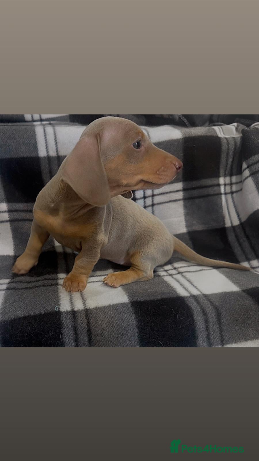 Miniature Dachshund dogs for sale: ⭐️🦋⭐️EXCEPTIONAL QUALITY ⭐️🦋⭐️ - Advert 3