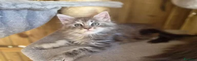 Blue Silver Tabby Female