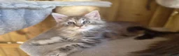 Maine Coon cats for sale: Beautiful Maine Coon Kittens - Advert 15