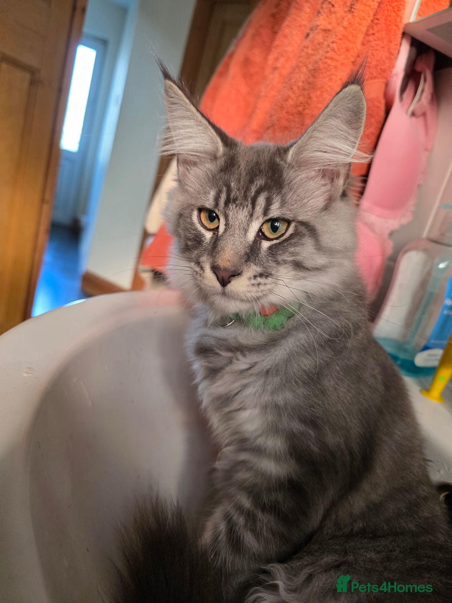 Maine Coon cats ❤️ TICA Registered Maine Coon Kittens Ready Now ❤️ - Advert 2