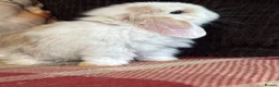 Mini Lop rabbits for sale: Beautiful mini lop male - Advert 3