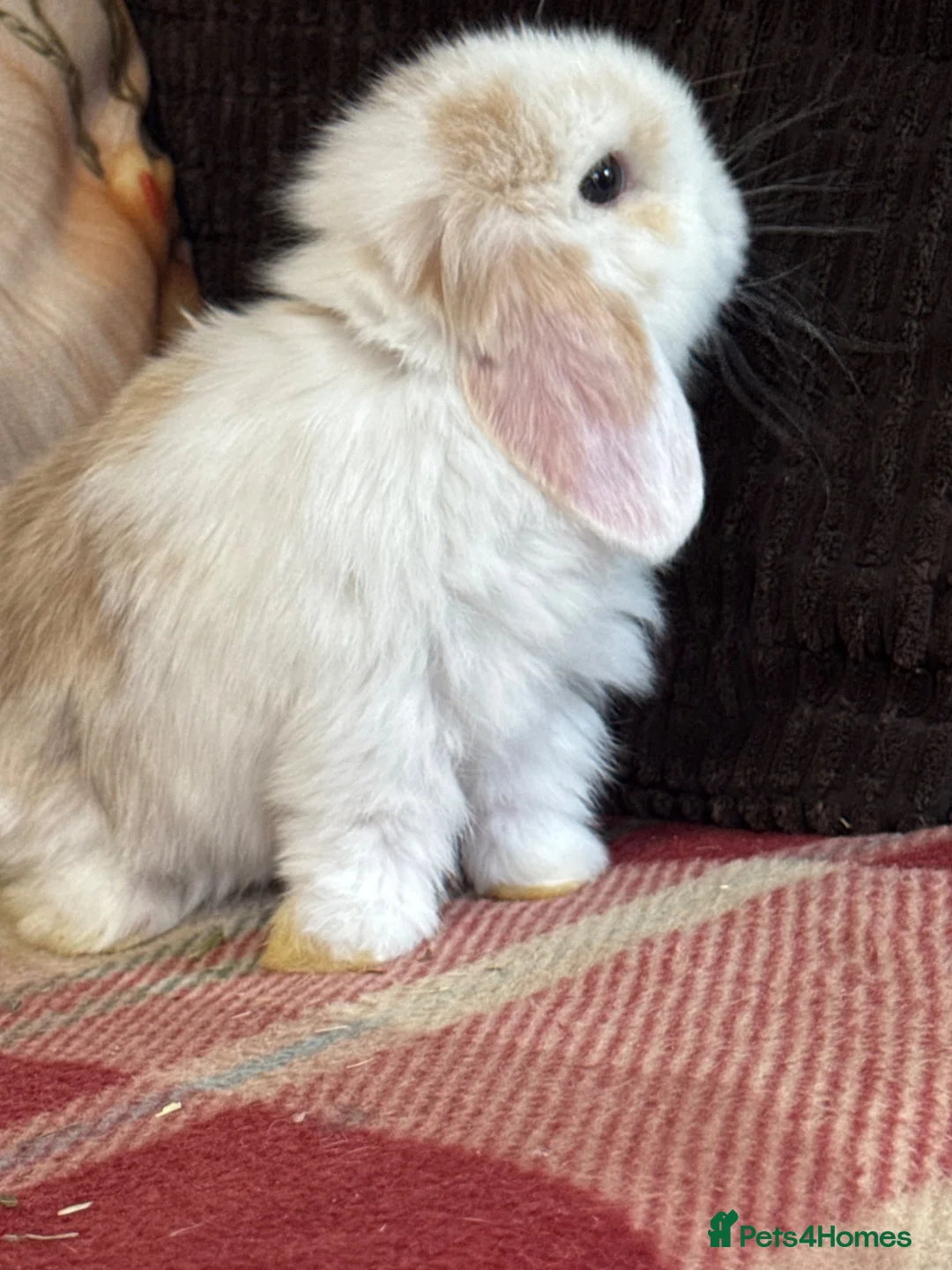 Mini Lop rabbits for sale: Beautiful mini lop male - Advert 3
