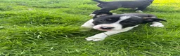 Smooth Collie dogs for sale: ISDS registered Collie Pups in Rossendale - Advert 7