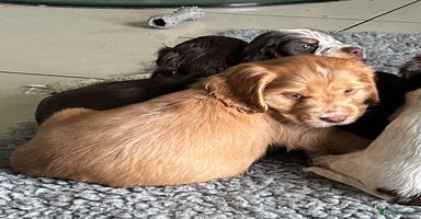Cocker Spaniel dogs - Advert 15