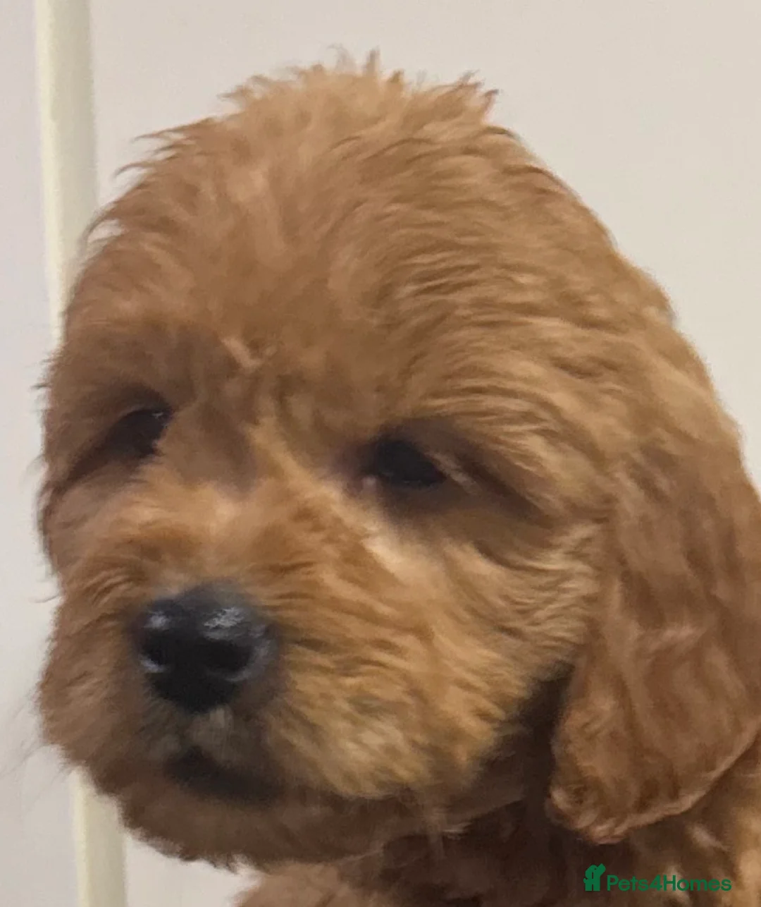 Mini Goldendoodle dogs for sale: Health-checked Happy Fluffy Puppies - Advert 4