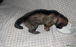 German Shepherd dogs for sale: Czech German Shepherd KC Registered puppies - Image 10