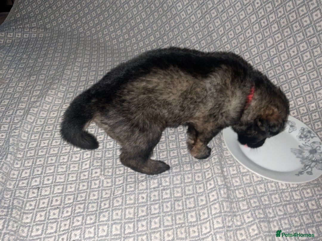 German Shepherd dogs for sale: Czech German Shepherd KC Registered puppies - Image 10