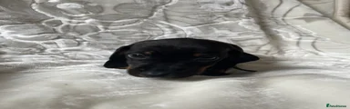 Miniature Dachshund 6