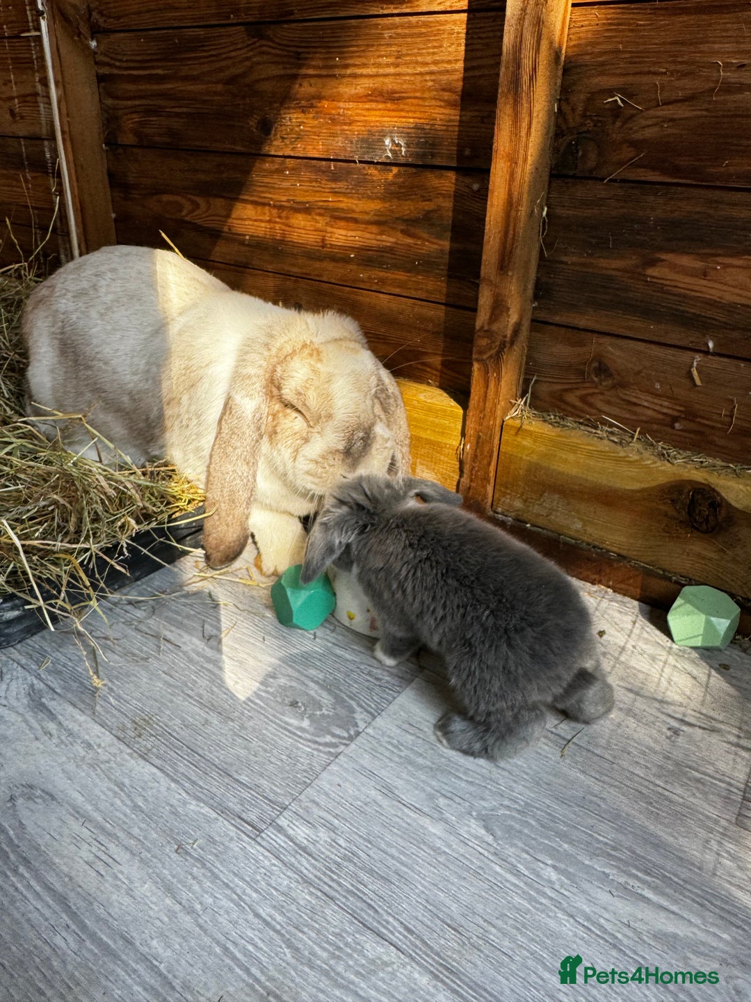 French Lop rabbits for sale: 🩵Stunning litter pure bred blue eye French lops🩵 - Image 14