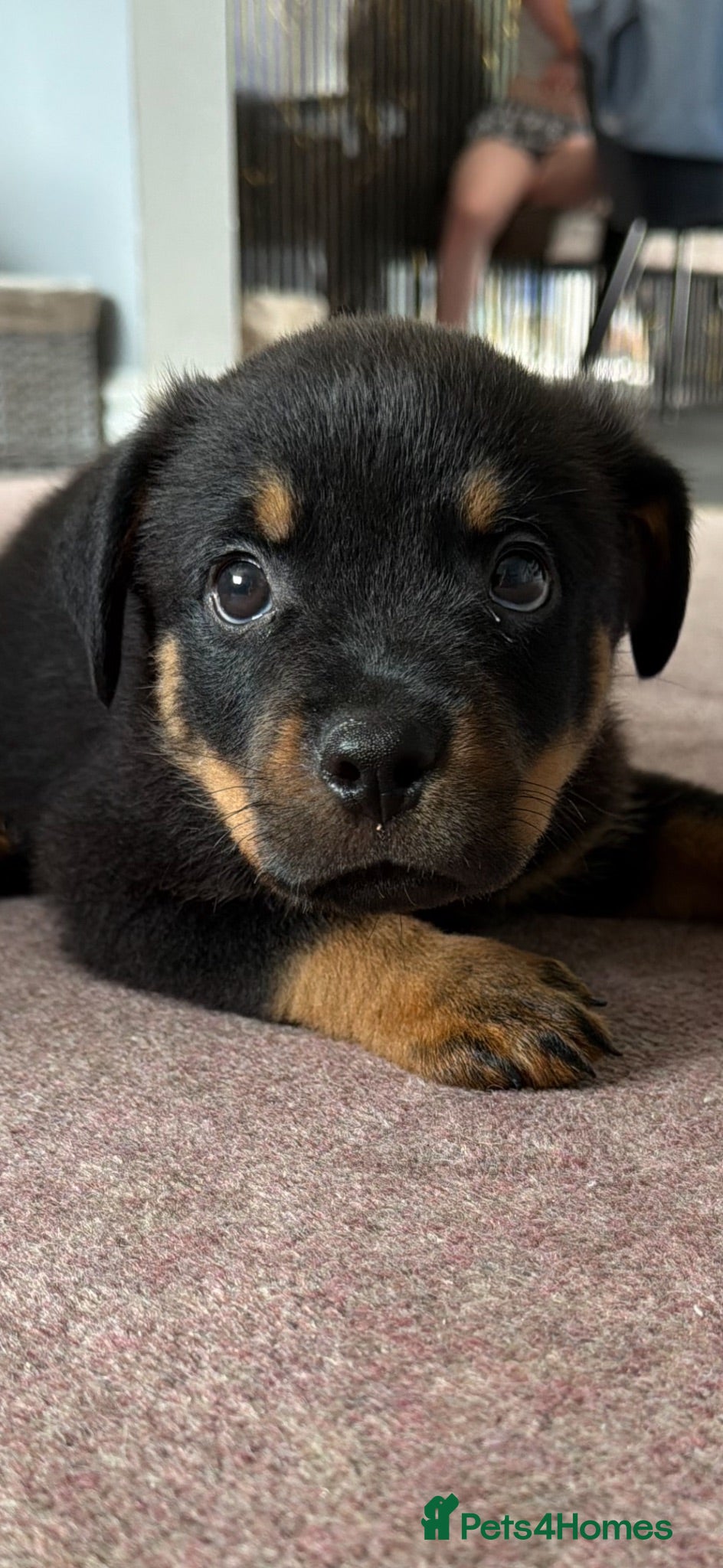 Rottweiler dogs German Rottweiler puppies  - Advert 17