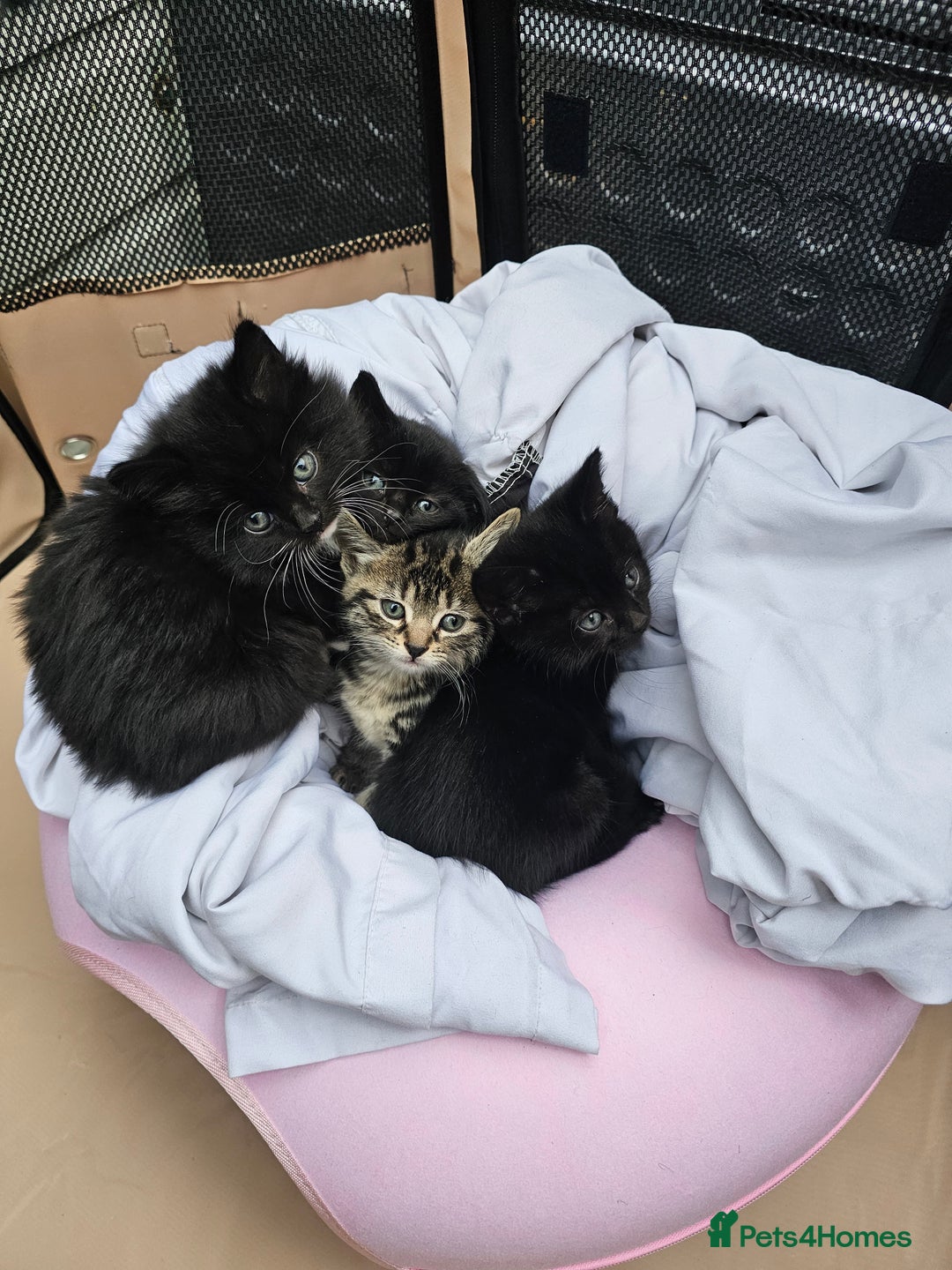 Mixed Breed cats for sale: 4 Gorgeous Bombay-Heritage Kittens- Litter Trained - Advert 3