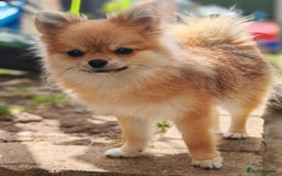 Pomeranian dogs for sale: Adorable Pomeranian Puppies for Sale! Last girl! in Waltham Cross - Image 9