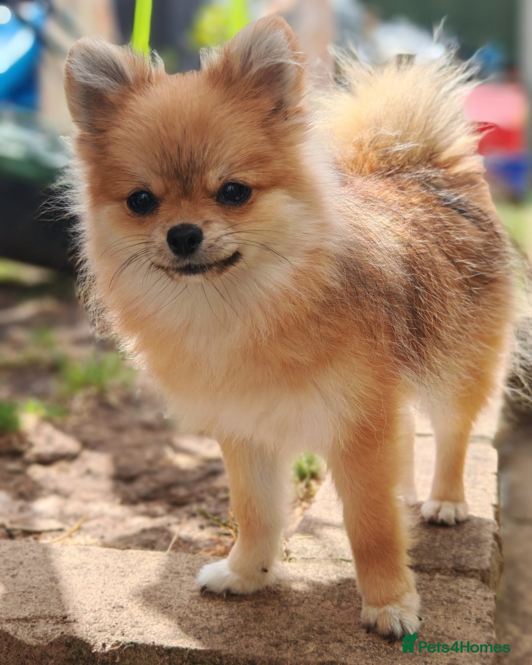 Pomeranian dogs for sale: Adorable Pomeranian Puppies for Sale! Last girl! in Waltham Cross - Image 9