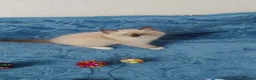 Ragdoll cats for sale: Adorable lovely ragdoll girl. - Advert 19
