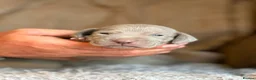 Weimaraner dogs for sale: KC Registered silver Weimaraner puppies in Mold - Advert 21