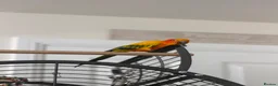 Conures birds for sale: Sun conure for sale (Male)  - Advert 4