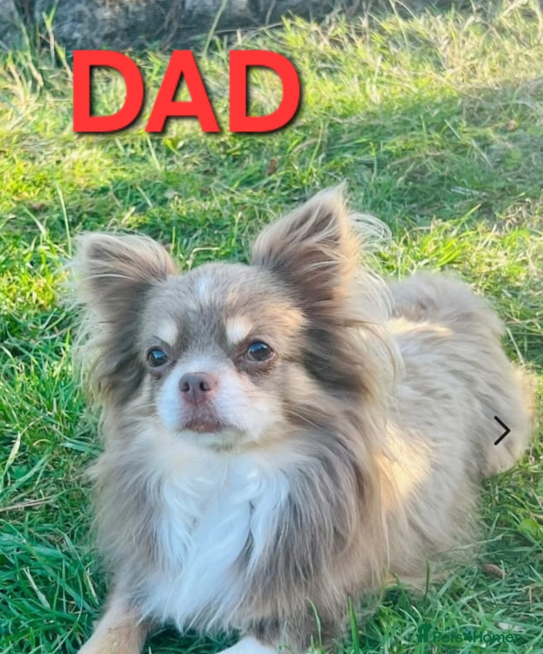 Chihuahua dogs for sale: Beautiful small.long haired chihuahua boys - Image 13