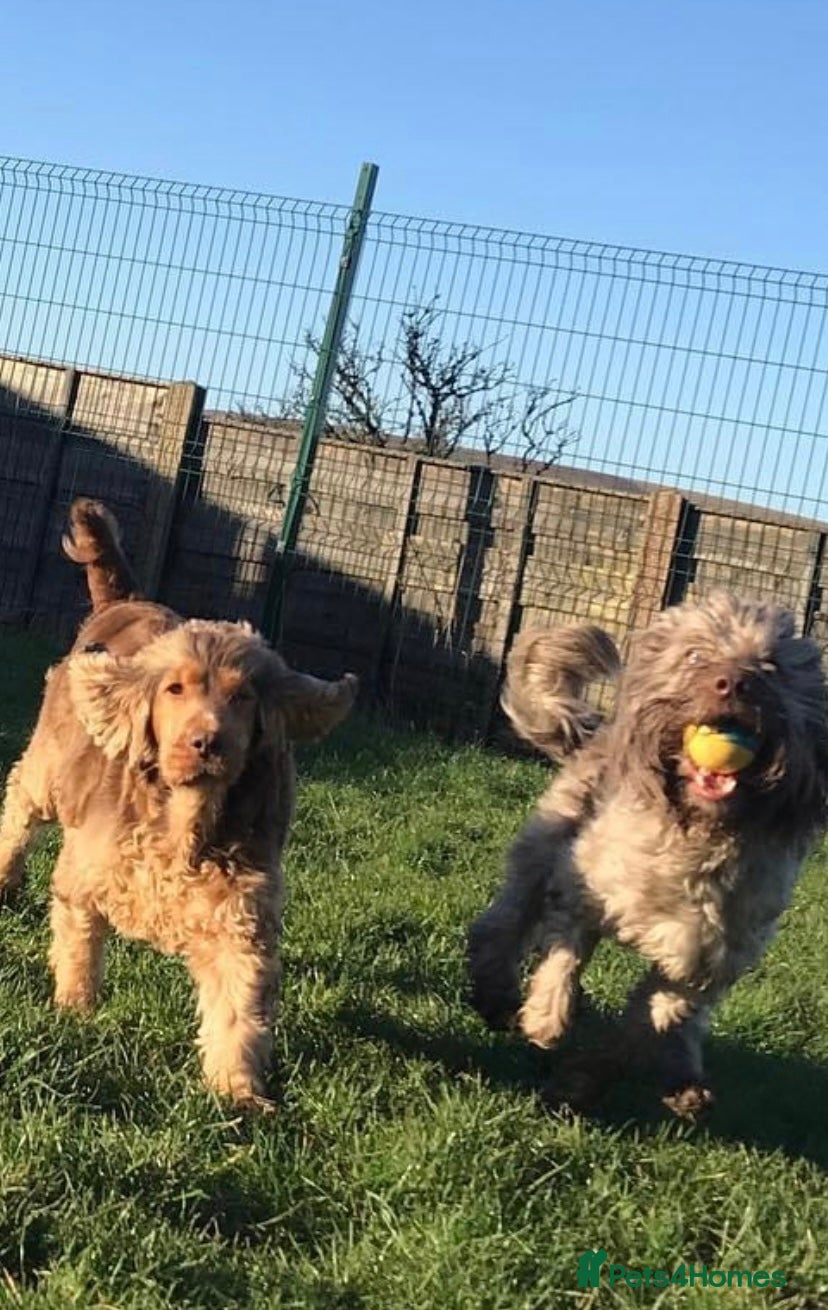 Cocker Spaniel dogs Peggy & Layla to be rehomed together  - Advert 4