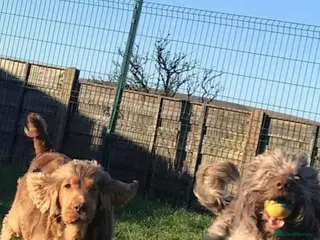 Cocker Spaniel dogs Peggy & Layla to be rehomed together - Advert 4