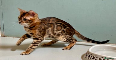 Bengal cats - Advert 2