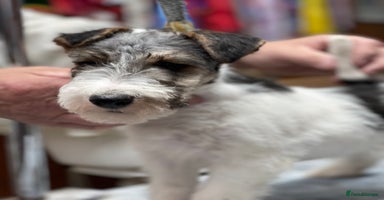 Fox Terrier dogs Top Class Wire Fox Terrier Pups - STUNNING - Advert 2