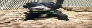 Green boy