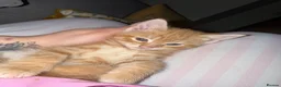Mixed Breed cats for sale: * READY TO GO * LAST STUNNING GINGER GIRL LEFT*** - Advert 8