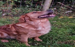Goldendoodle dogs for sale: Gorgeous mini F1 goldendoodles - Image 11
