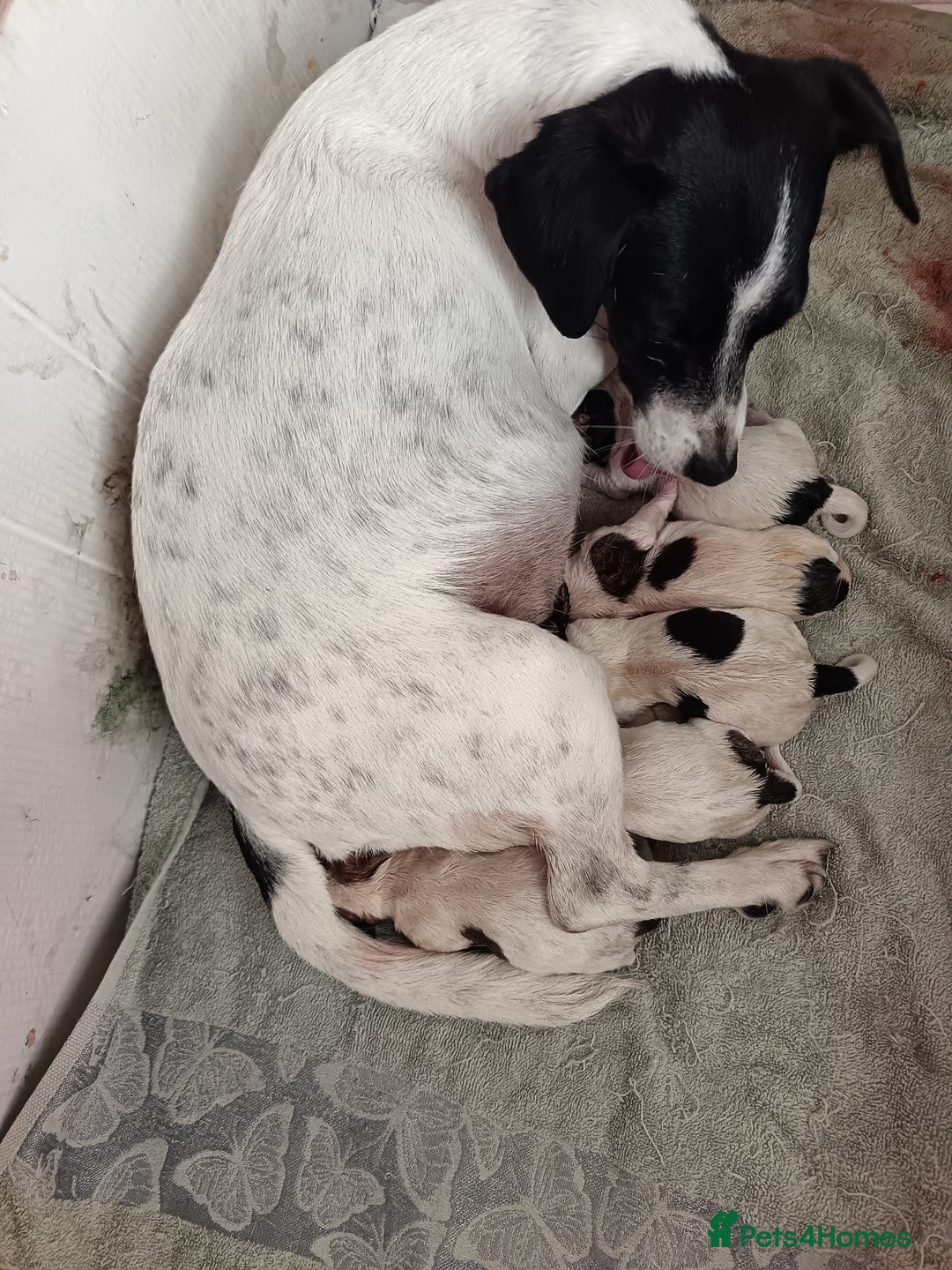 Jack Russell dogs for sale: stunning Jack Russell puppies  - Advert 13