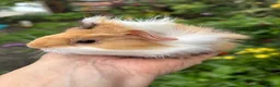Guinea Pig rodents for sale: Gorgeous baby Guinea pigs - Advert 7