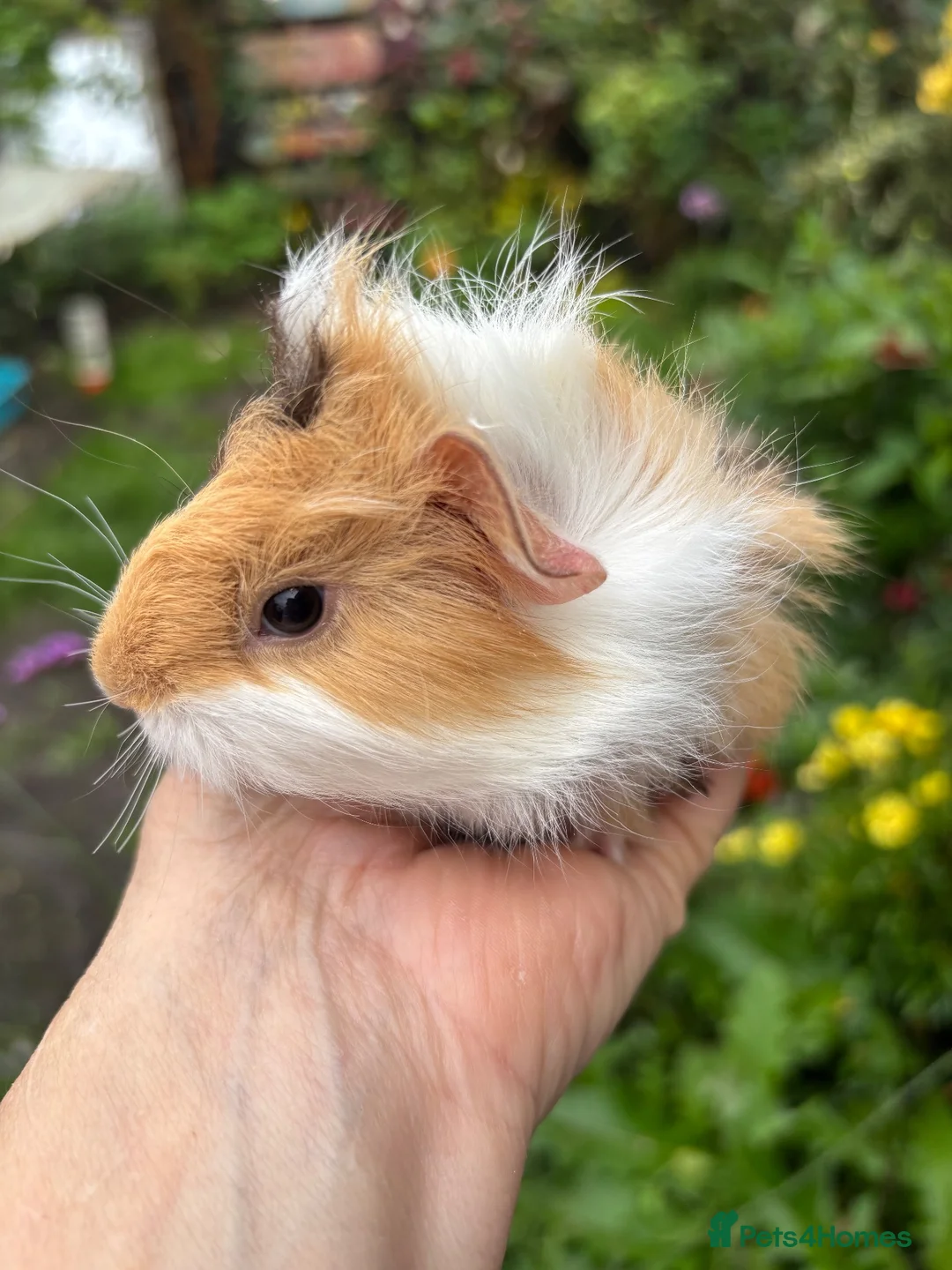 Guinea Pig rodents for sale: Gorgeous baby Guinea pigs - Advert 7