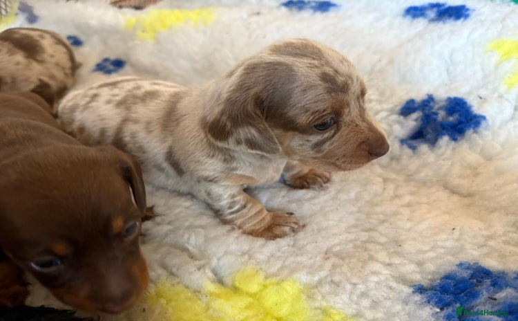 Miniature Dachshund dogs - Advert 2
