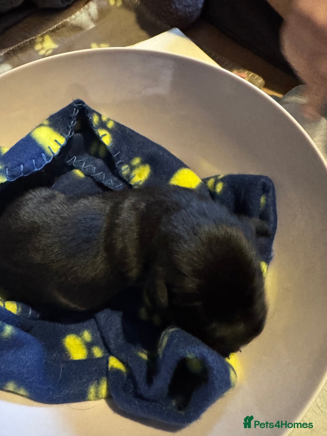 Labrador Retriever dogs for sale: 6 Sweet Labrador Puppies  - Advert 6