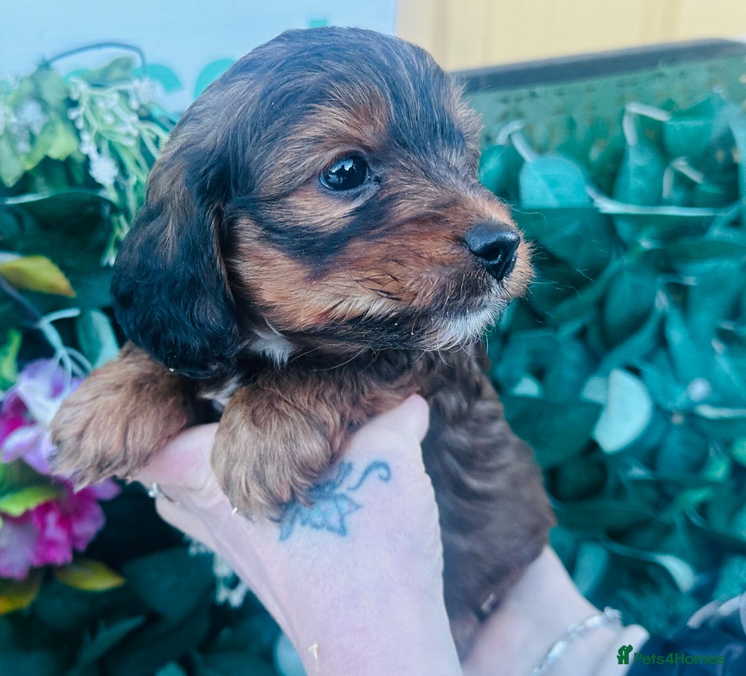 Mixed Breed dogs for sale: What beautiful puppies these are ❤️ - Advert 6