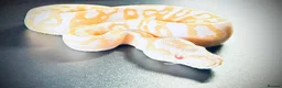 Python Snake reptiles for sale: 1.0 Leo Candy 66% het Pied - Advert 9