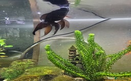Fancy Goldfish fish for sale: Fancy goldfish  - Image 2