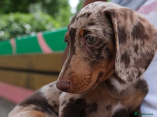 Miniature Dachshund dogs for sale - Advert 1