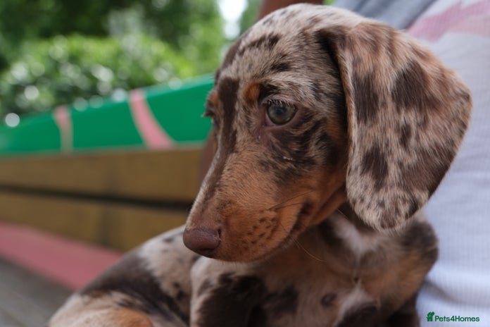 Miniature Dachshund dogs - Advert 1