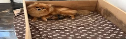 Pomeranian dogs for sale: Beautiful Pomeranian puppies in Coventry - Advert 4