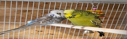 Budgerigars birds for sale: Young Budgies For Sale - Advert 7