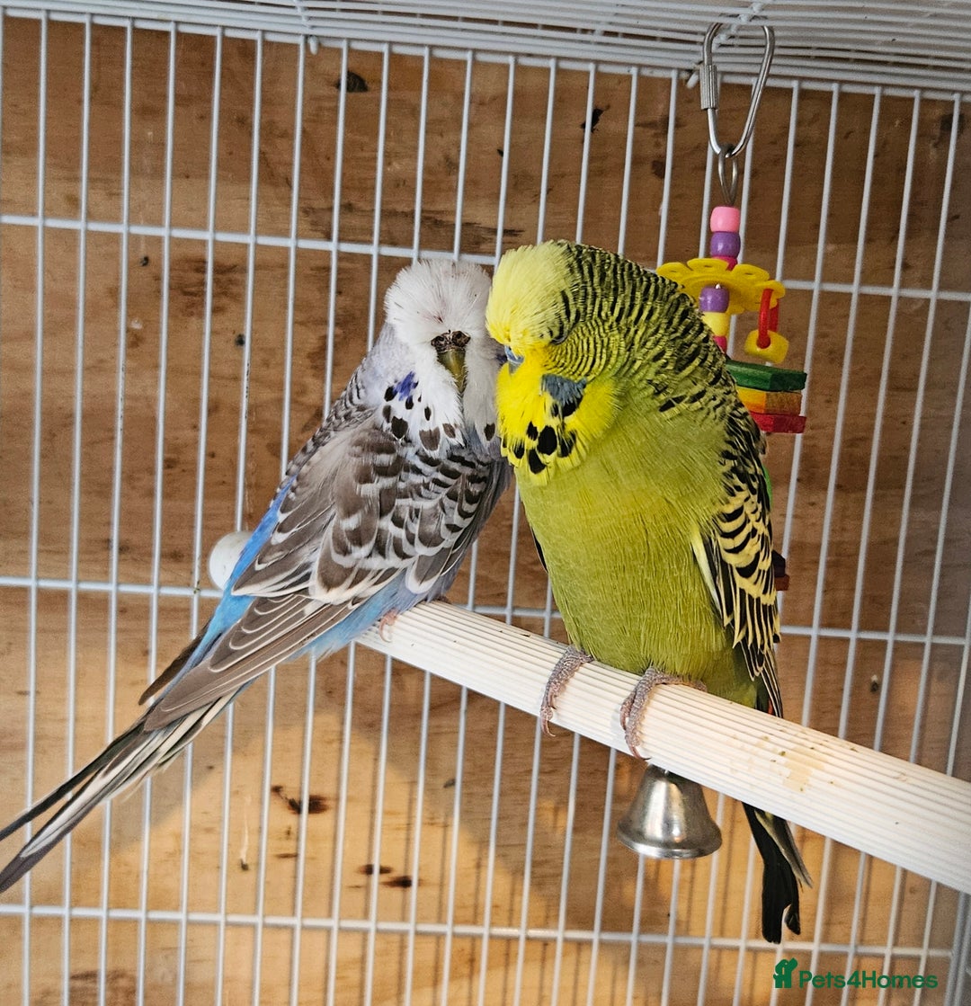 Budgerigars birds for sale: Young Budgies For Sale - Advert 7