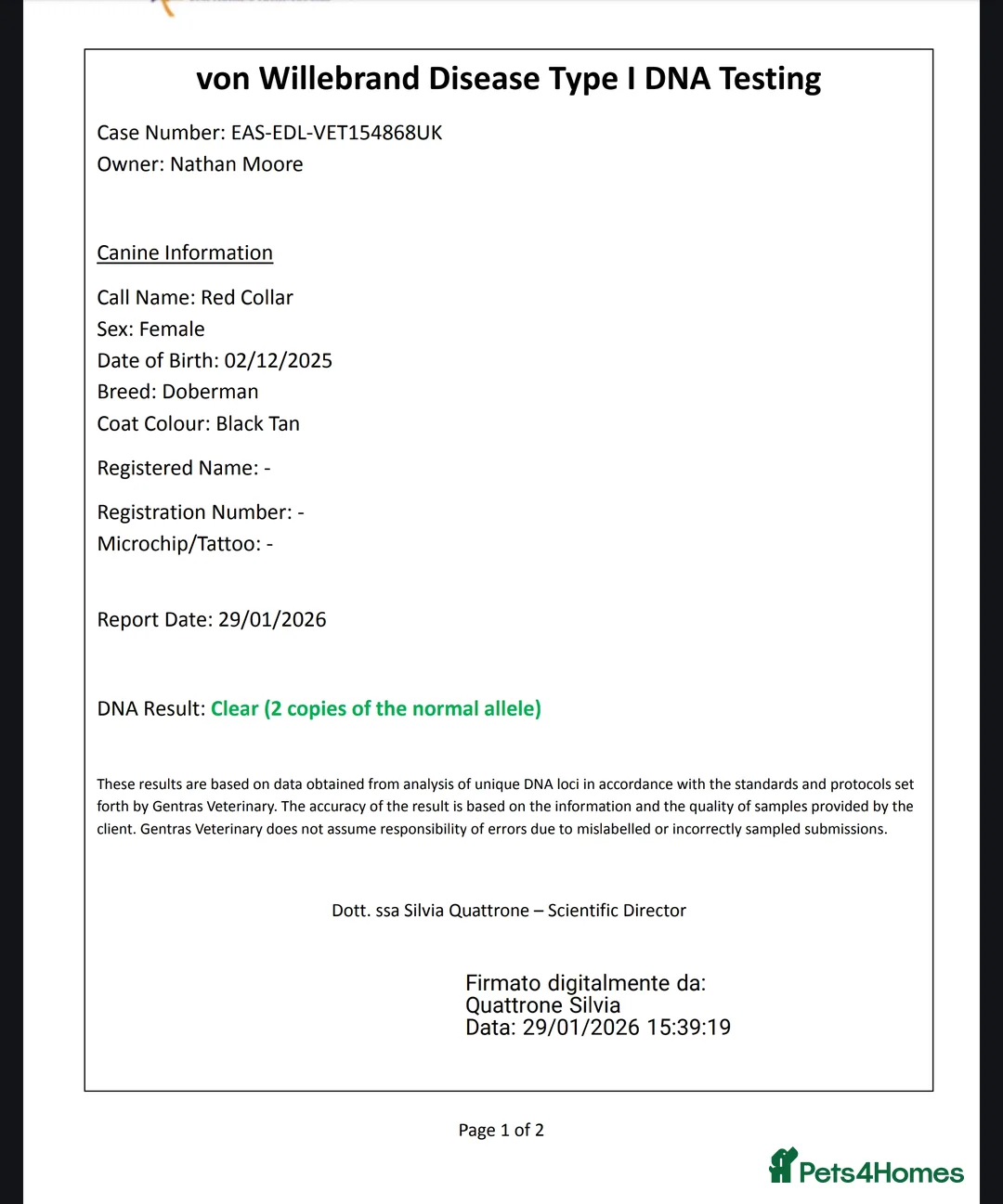 Dobermann dogs for sale: 4 EXCEPTIONALLY WELL BRED FEMALES ( REBEL X COLT) - Advert 11