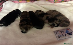 Pomeranian dogs for sale: Litter of pomeranians  - Image 1